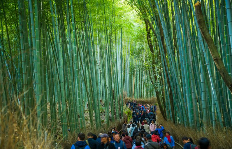 Crowd walking through bamboo forest